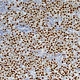 Binocular Biological Microscope